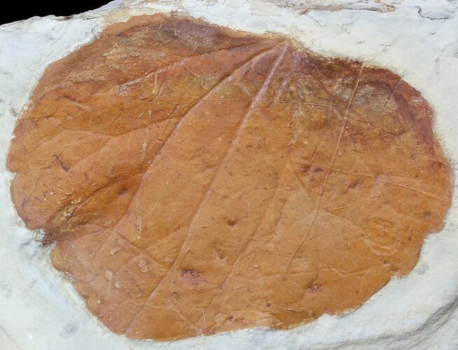 Detailed Fossil Leaf (Zizyphoides) - Montana #56683